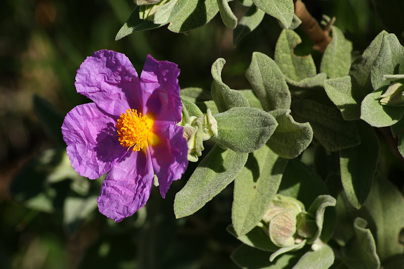 Flor da Esteva Lilás