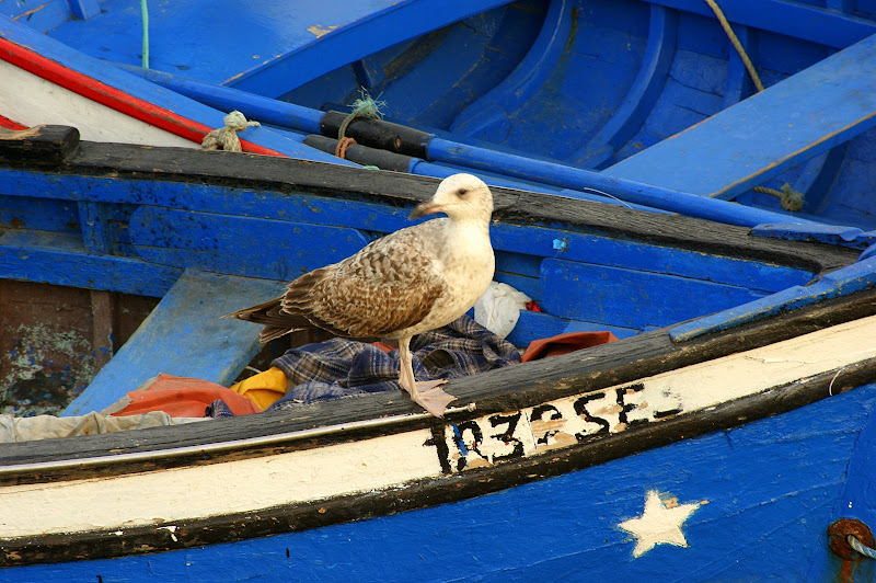 Gaivota do rio Sado