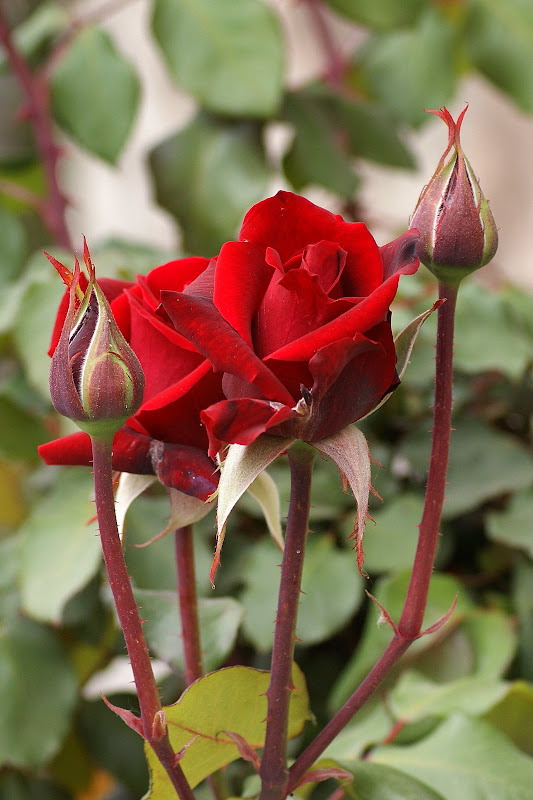 Uma rosa vermelha