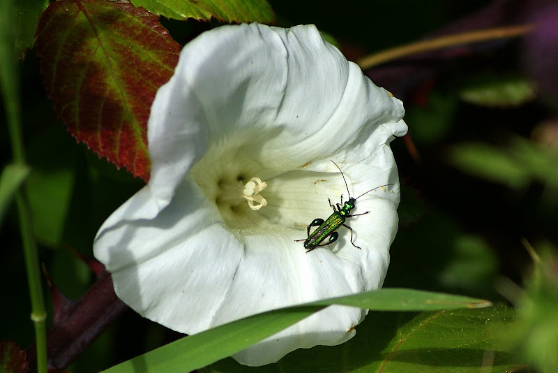 Detalhes da Primavera..a flor branca e o bichinho verde