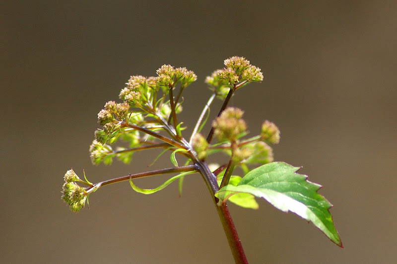 Detalhes...da Primavera