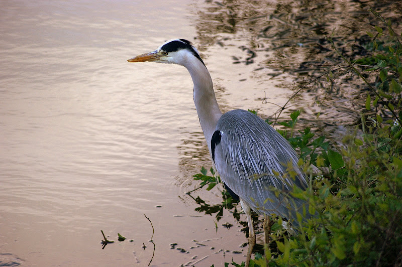 Fim de tarde na Irlanda