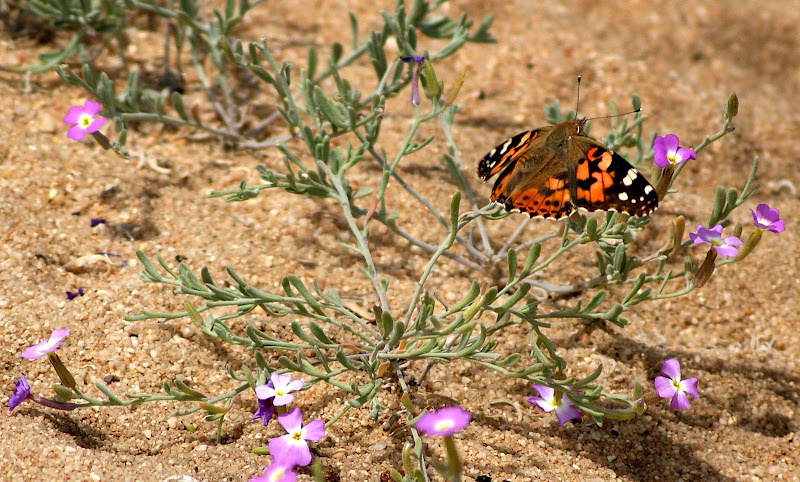 Borboletas da praia do Malhão