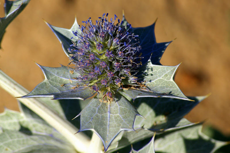 Cardos na areia da praia