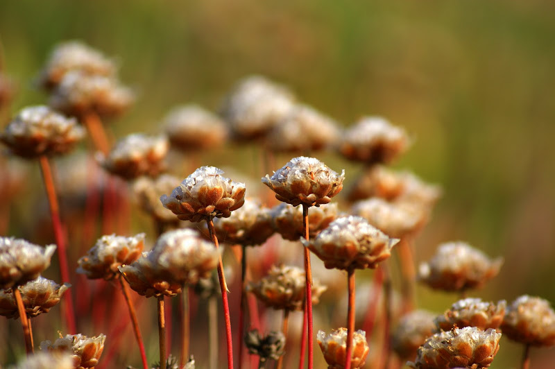 As dunas da praia do Malhão, Alentejo