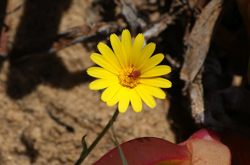 Praia do Malhão, as flores das dunas