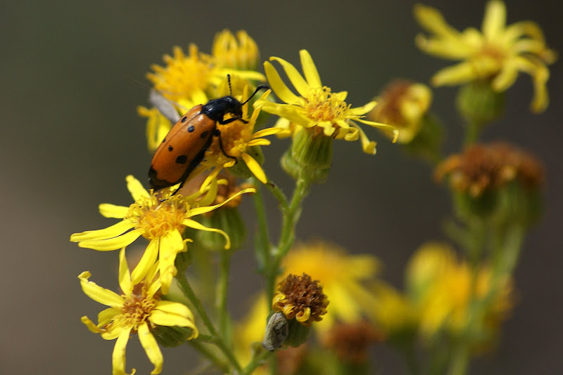 As flores amarelas e os insectos