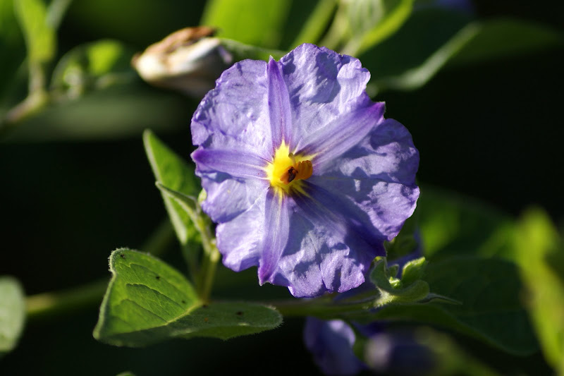 Flores a contraluz.. lilás