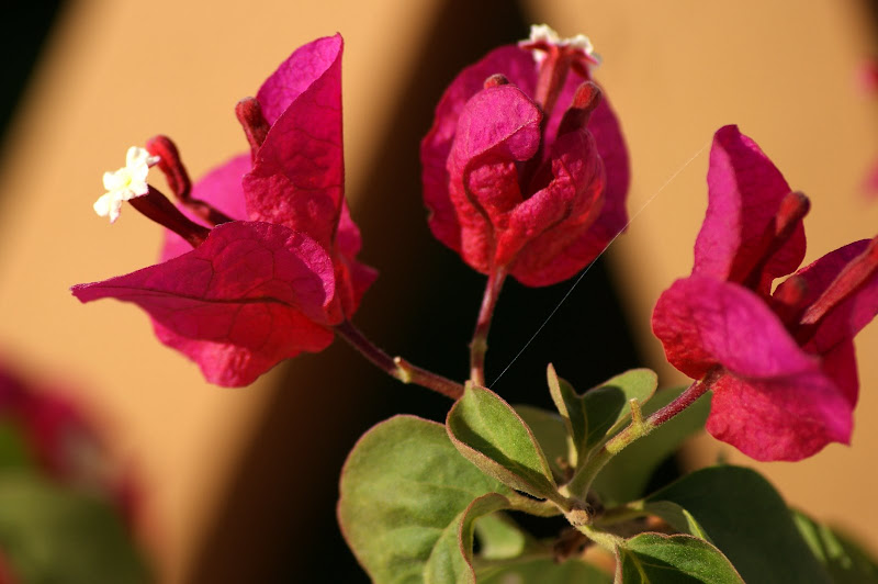 Bungavillias vermelhas