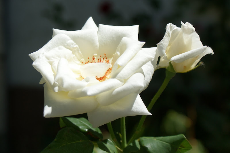Rosas brancas em Bragança