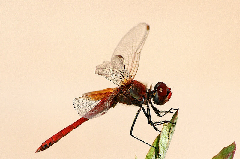 Sympetrum fonscolombei, Libelinha vermelha