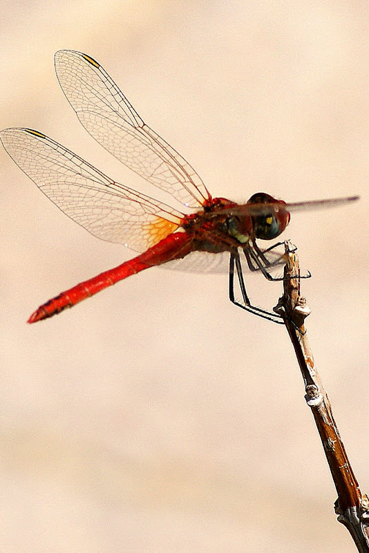 Libelinha vermelha