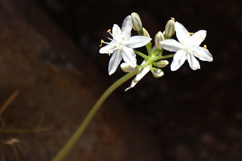 A simplicidade das pequenas coisas
