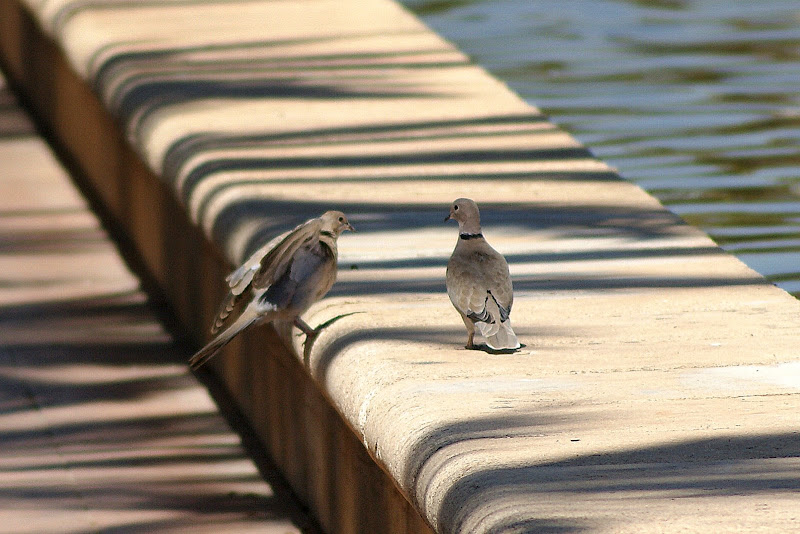 Rolas em Valência, Espanha