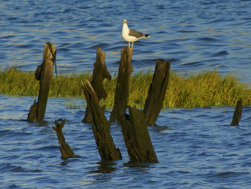 Gaivota nos destroços