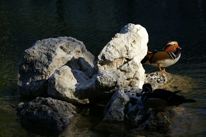 Pato mandarim no Jardim do Bonfim