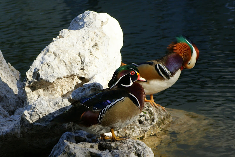 Pato mandarim em Setúbal