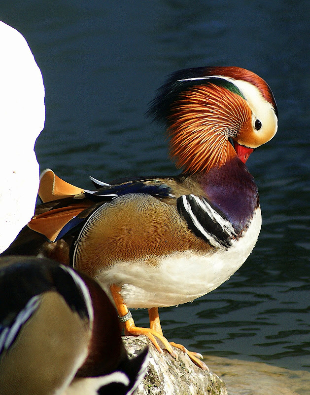 Pato mandarim no Jardim do Bonfim