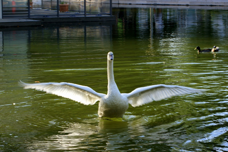 Asas abertas, cisnes do Jardim do Bonfim, Setúbal