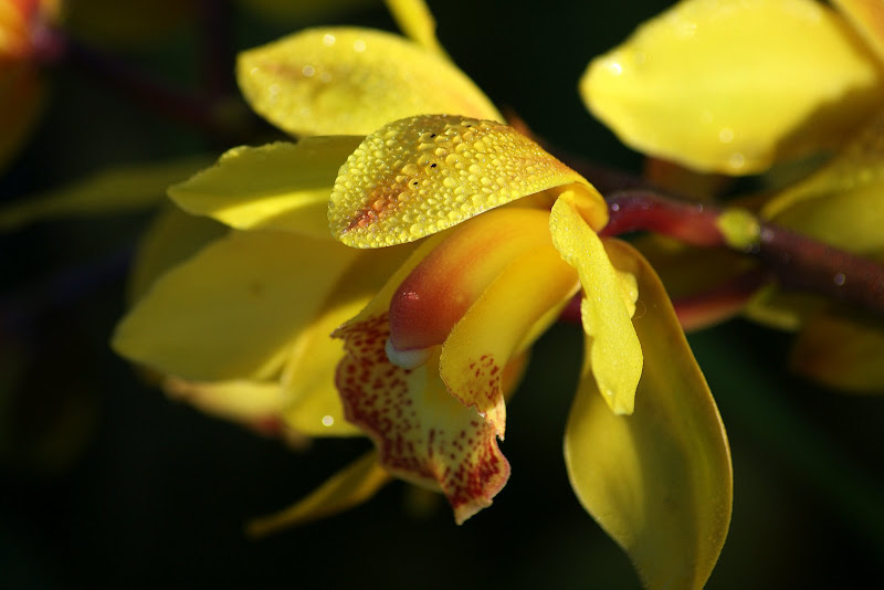 Orquideas amarelas