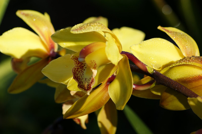 Orquideas amarelas