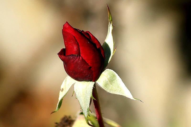 Botão de rosa