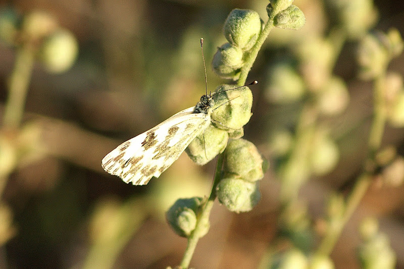 Borboleta
