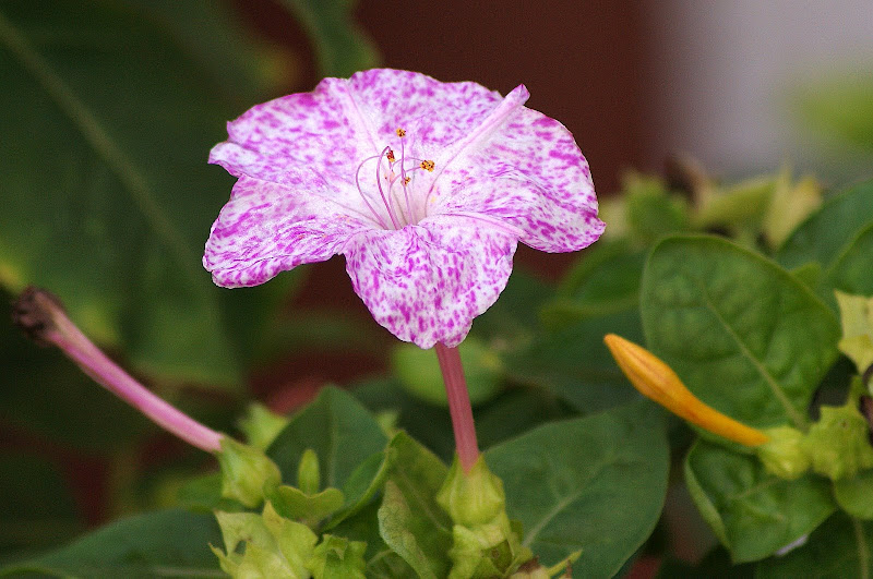 Cores:Rosa