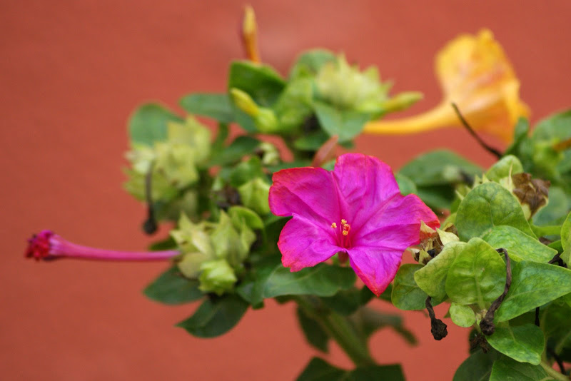 Cores:Encarnado flor