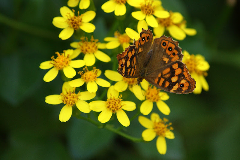 Borboleta