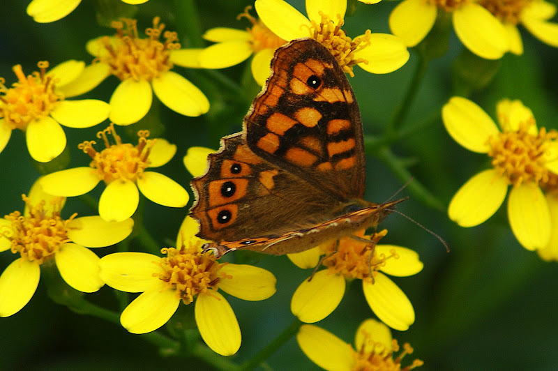 Borboleta castanha