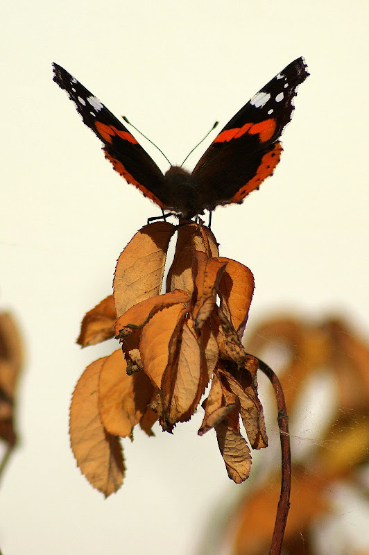 Borboleta, almirante vermelho, vanessa atalanta