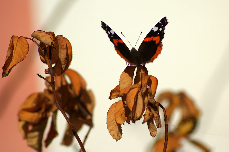 Borboleta, almirante vermelho, vanessa atalanta em Setúbal