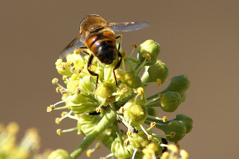 O sirfideo e a flor de Hera