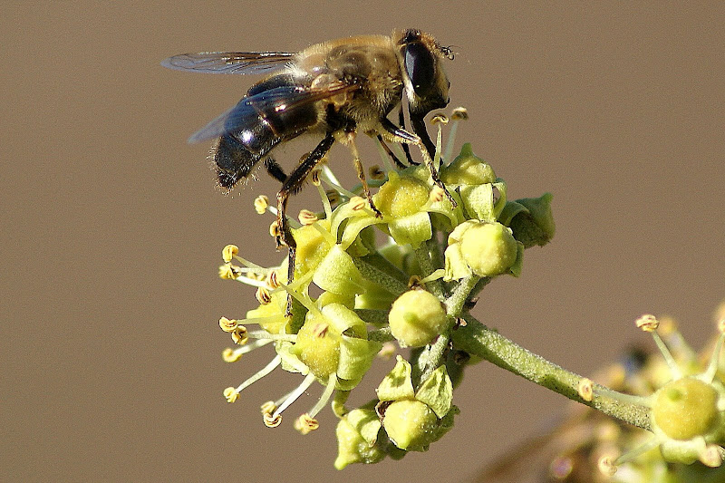 O sirfídeo e a flor da Hera