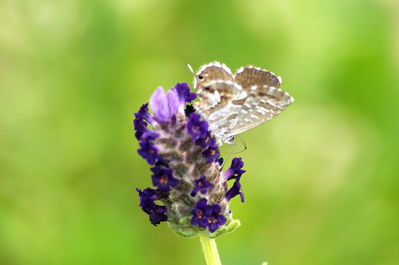 Borboleta