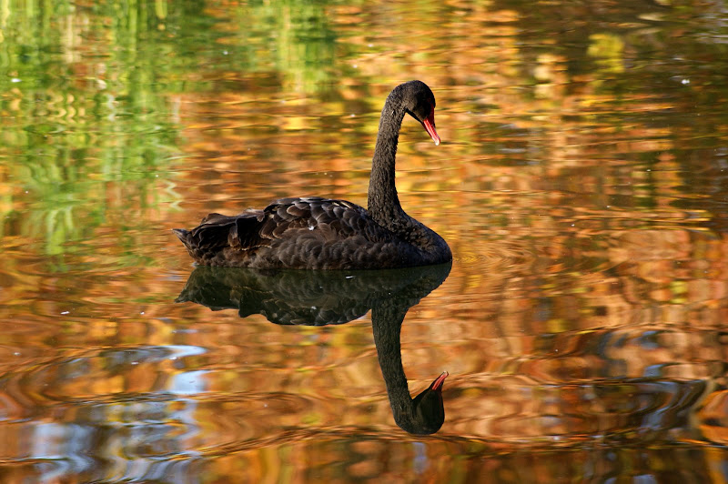 Ganso no jardim do Bonfim