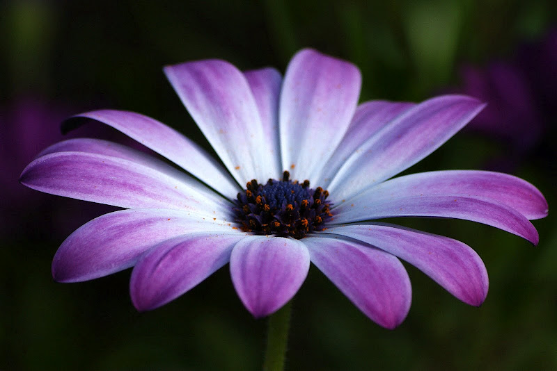 Perspectiva em tons de lilás