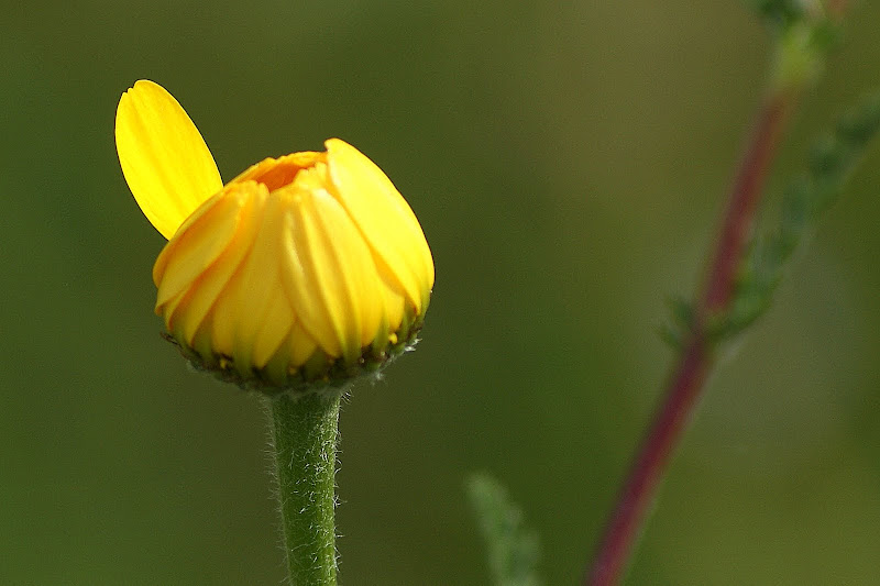 Detalhes.... a pétala do pampilho