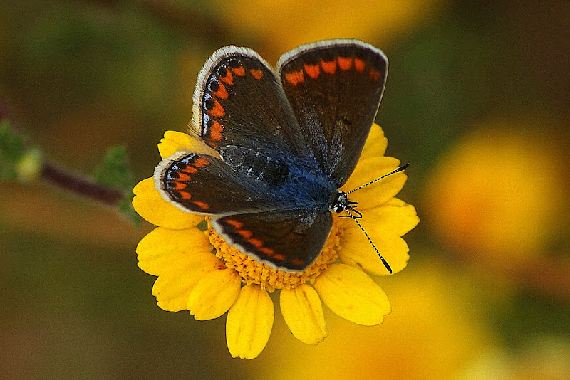 Borboleta no malmequer amarelo