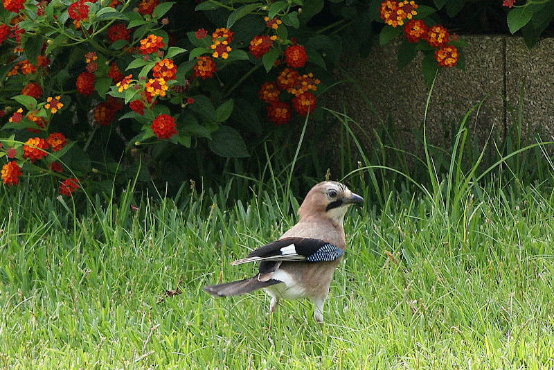 Pássaro na relva, o Gaio