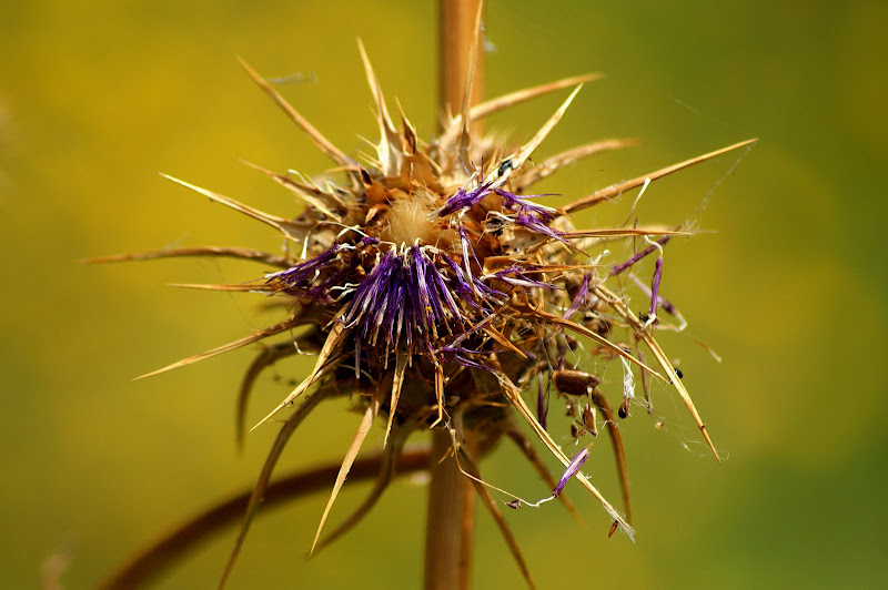 Flor de cardo seca