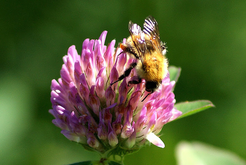 Abelha na flor de trevo Branco