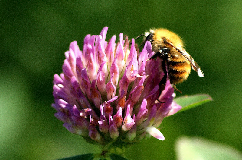 Abelha na flor de trevo Branco