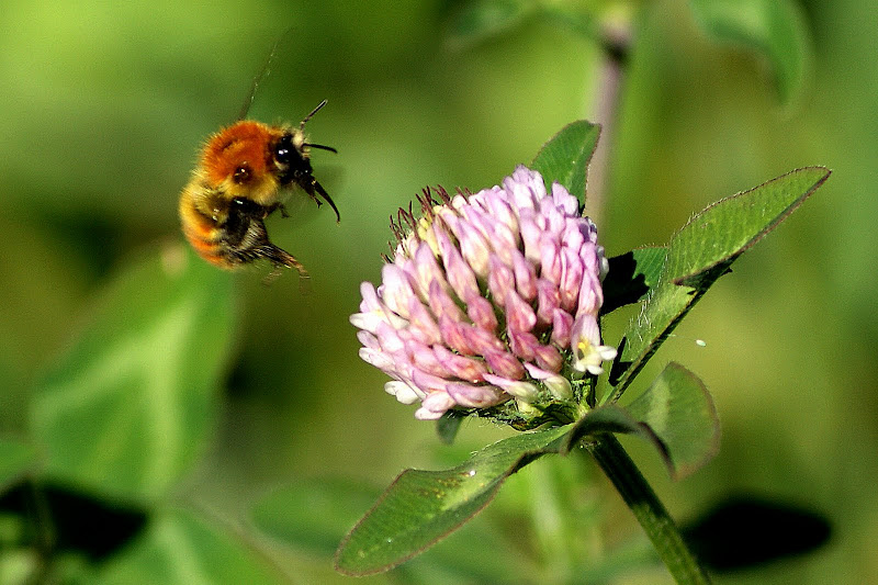 Abelha no trevo branco