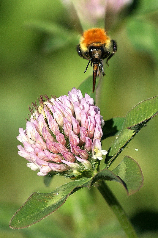 Abelha de flor em Flor