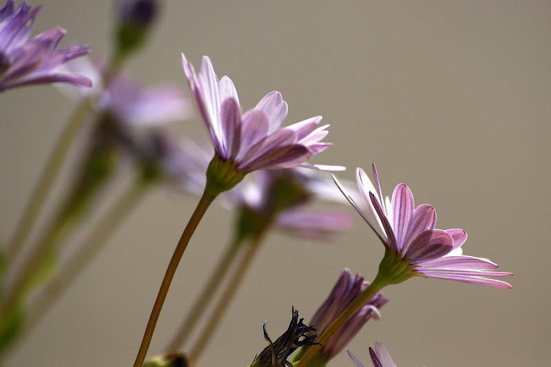 Perspectivas, flores