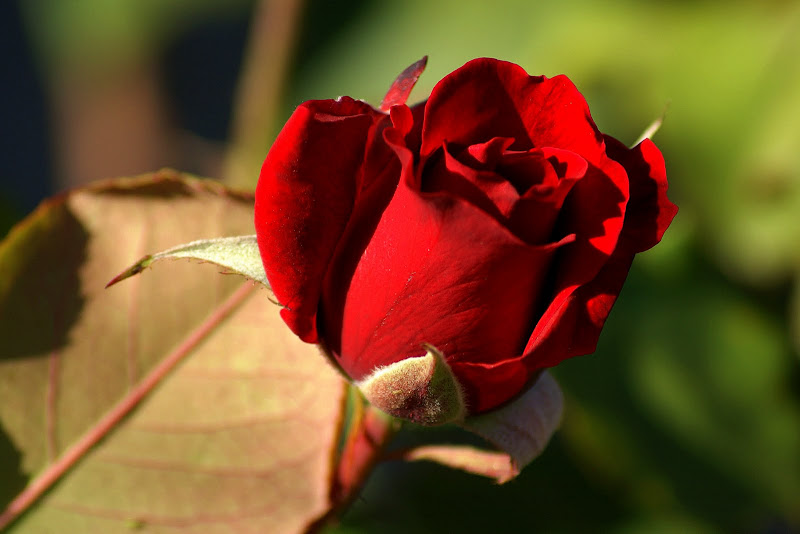 Botão de rosa vermelho