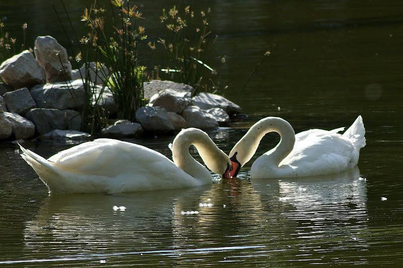 Momentos de ternura, cisnes no bonfim