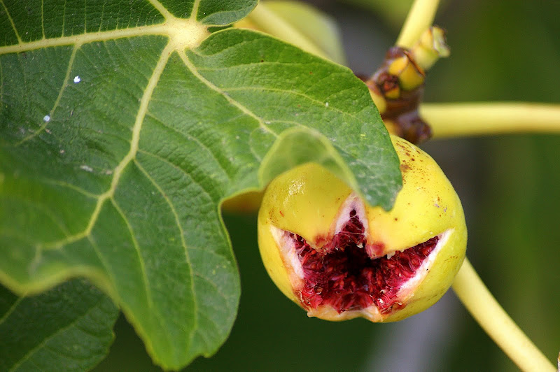 Figos da Serra do Louro